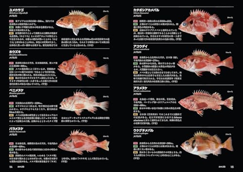 日本の深海魚図鑑 7