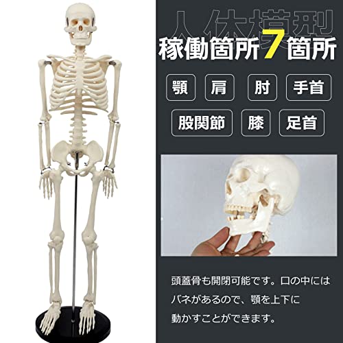 人体模型  4