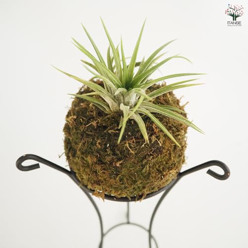 チランジア イオナンタ 苔玉仕立て 7