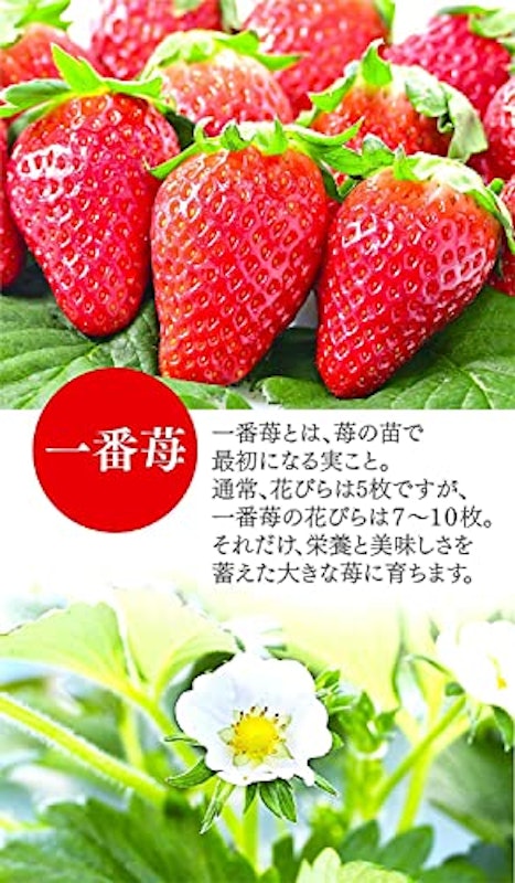 葵 あおい 2