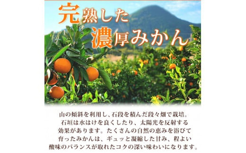 完熟 有田みかん 3