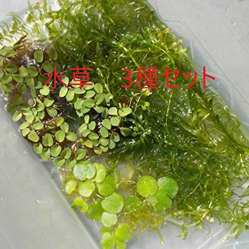 無農薬水草3種セット 1