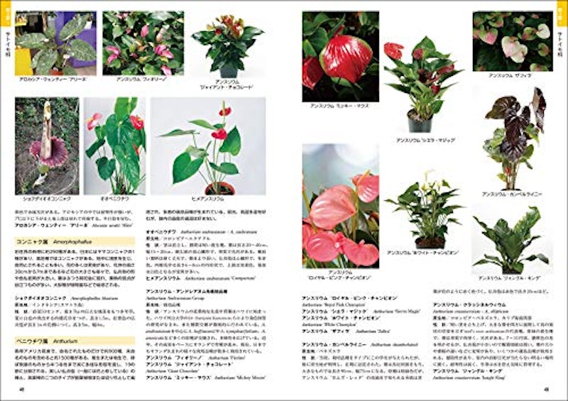 熱帯植物図鑑 2