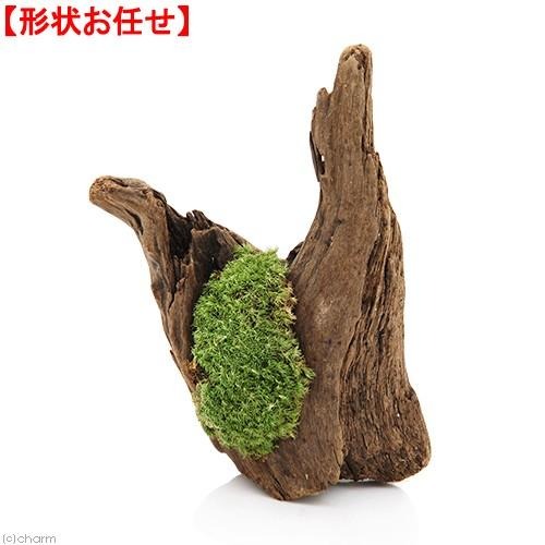 爬虫類用流木のおすすめ人気ランキング【2026年1月】 | マイベスト