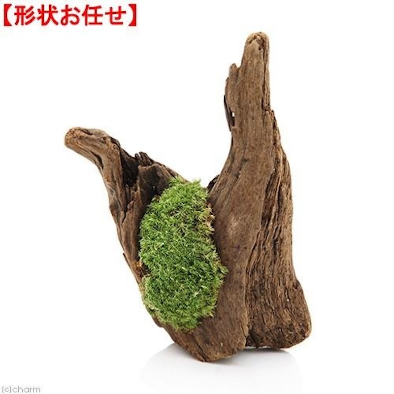 形状お任せ ディスプレイ用流木 ヤマゴケ付き 1