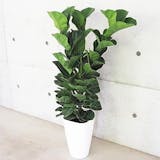 大型観葉植物のおすすめ人気ランキング【2026年10月】 4