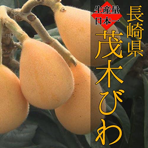 長崎県産 茂木びわ 2