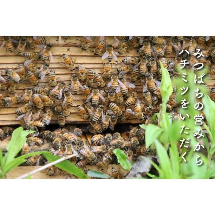 さいき養蜂園 天然ピュア蜂蜜 アカシア 3