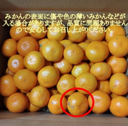 有田・庄助みかん 3