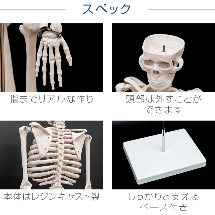人体骨格模型  3