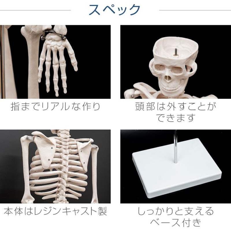 人体骨格模型 3