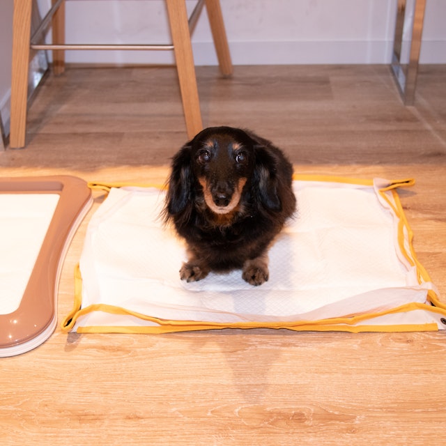 徹底比較 犬用トイレトレーのおすすめ人気ランキング16選 Mybest 徹底比較 犬用トイレトレーのおすすめ人気ランキング16選 Mybest