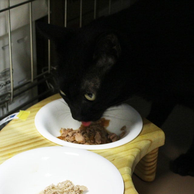 フィリックス やわらかグリルゼリー仕立てを全35商品と比較 口コミや評判を実際に使ってレビューしました Mybest