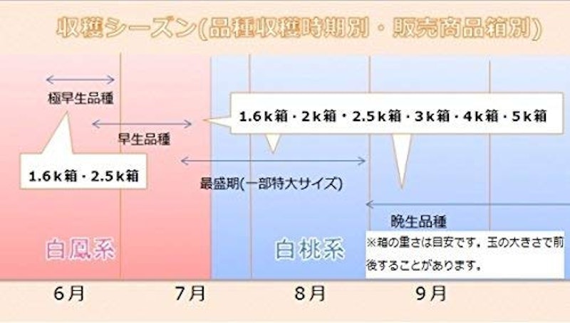 山梨県産 白鳳 白桃 3