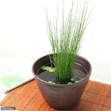 ビオトープ向け水草のおすすめ人気ランキング【2026年6月】 3