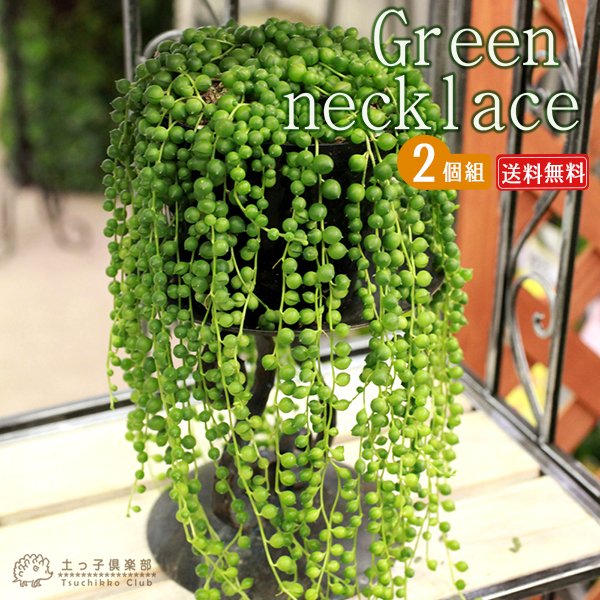 22年 多肉植物のおすすめ人気ランキング45選 Mybest