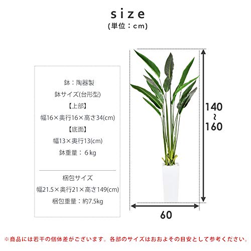 2023年】光触媒で加工された観葉植物のおすすめ人気ランキング8選 | mybest