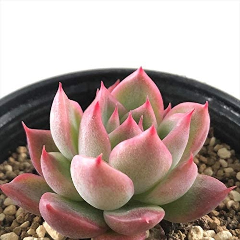 22年 多肉植物のおすすめ人気ランキング40選 Mybest 22年 多肉植物のおすすめ人気ランキング40選 Mybest