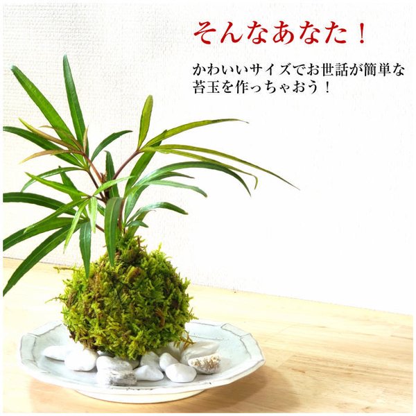 ガーデンデザイナーが教える 苔のおすすめ人気ランキング10選 Mybest