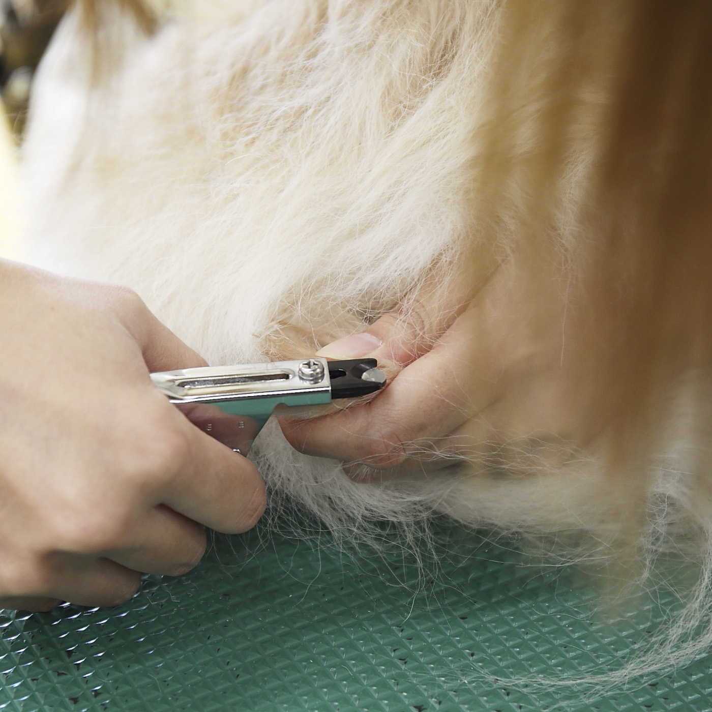 ロゼンスター PE-01 ピンク ペット爪切り＆ヤスリ小型犬・猫専用 LOZENSTAR  送料無料 