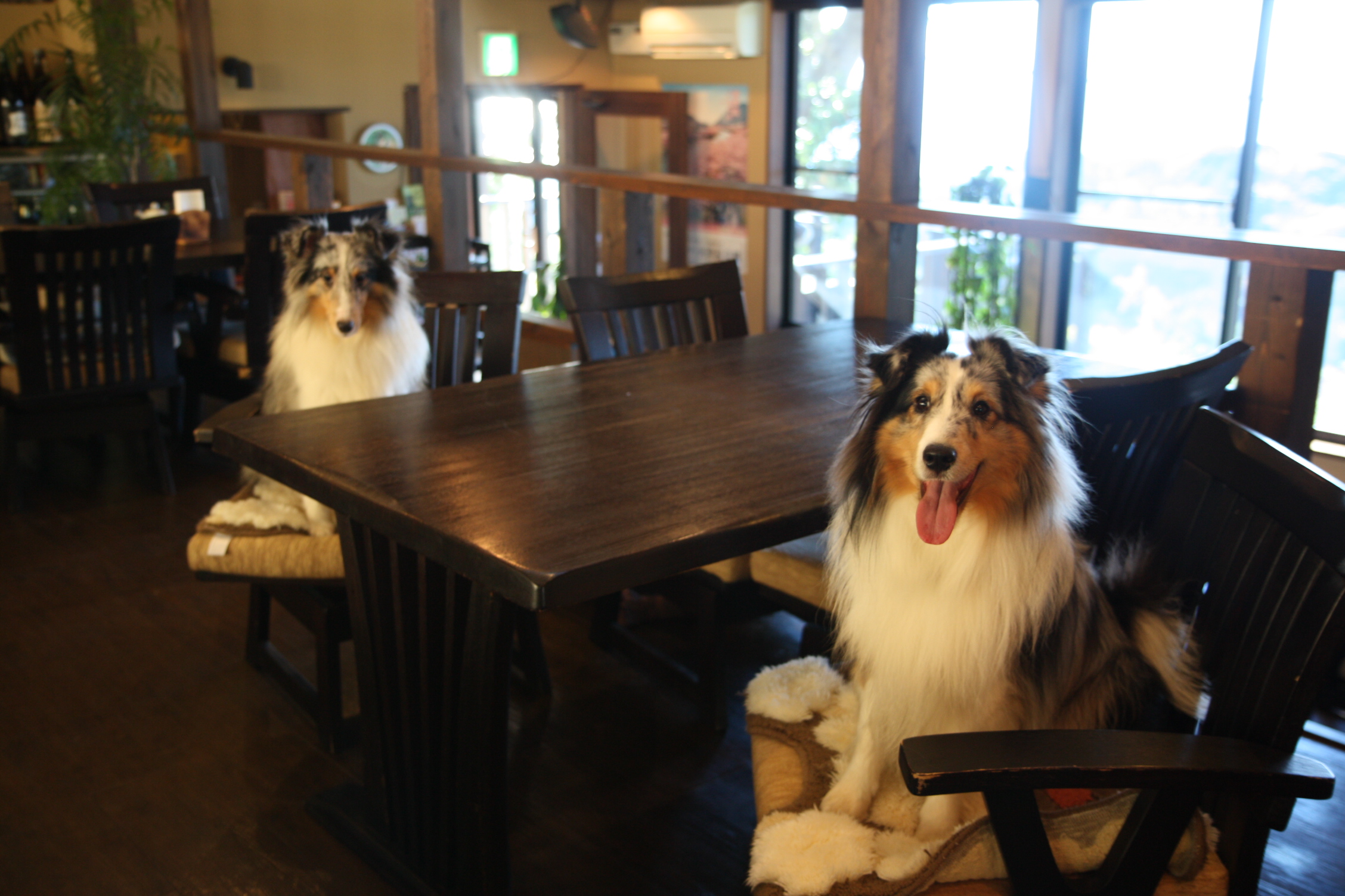 和みの犬宿　むつみ庵 3