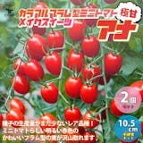 フルーツトマトの苗のおすすめ人気ランキング【2026年6月】 4