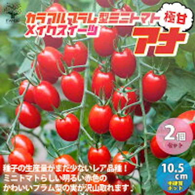 メイクスイーツ アナ フルーツミニトマトの苗 1