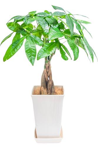 安い観葉植物のおすすめ人気ランキング【2026年5月】 5