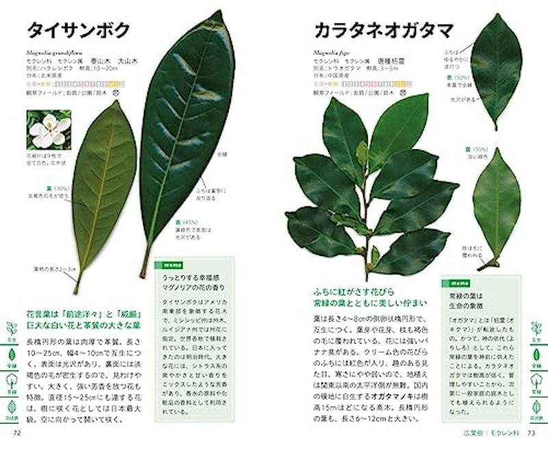 見わけがすぐつく樹木図鑑 4
