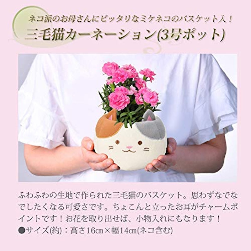 三毛猫カーネーション 2