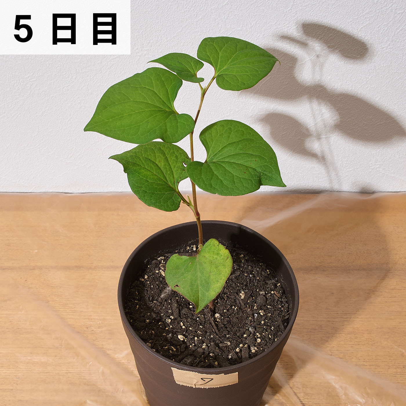 レモングラスとお酢の除草液シャワー 9