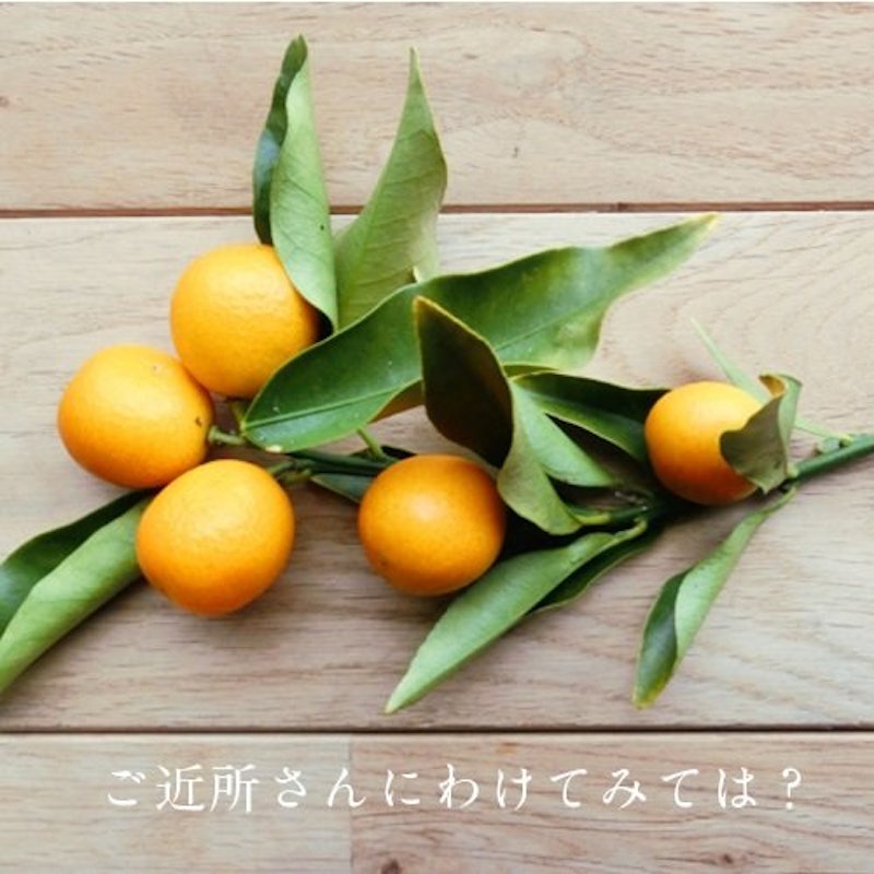金柑 鉢植え 2
