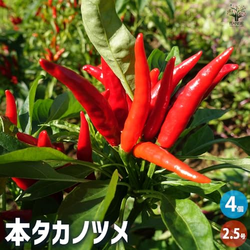 本タカノツメ 2