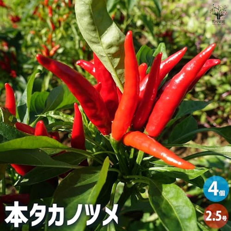 本タカノツメ 2