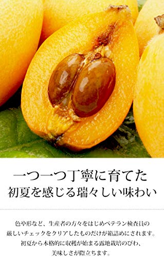 長崎びわ 露地栽培 4