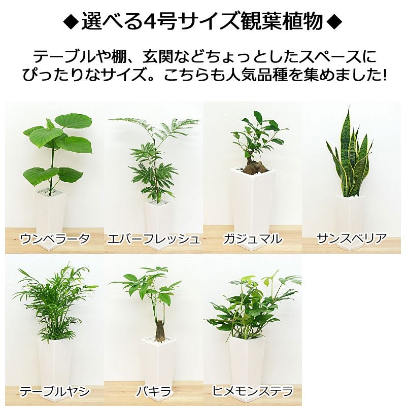 観葉植物 セット 2