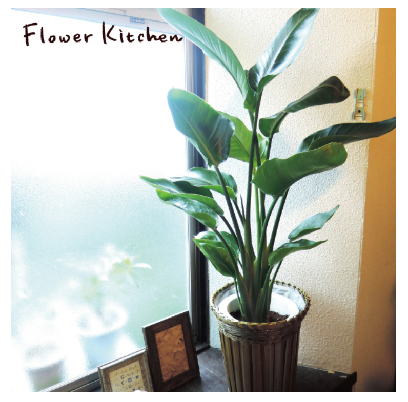 ストレリチア レギネ ファイバー鉢 お皿付き ストレリチアのおすすめ