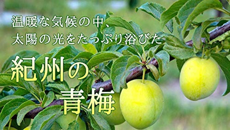 梅肉エキス 2
