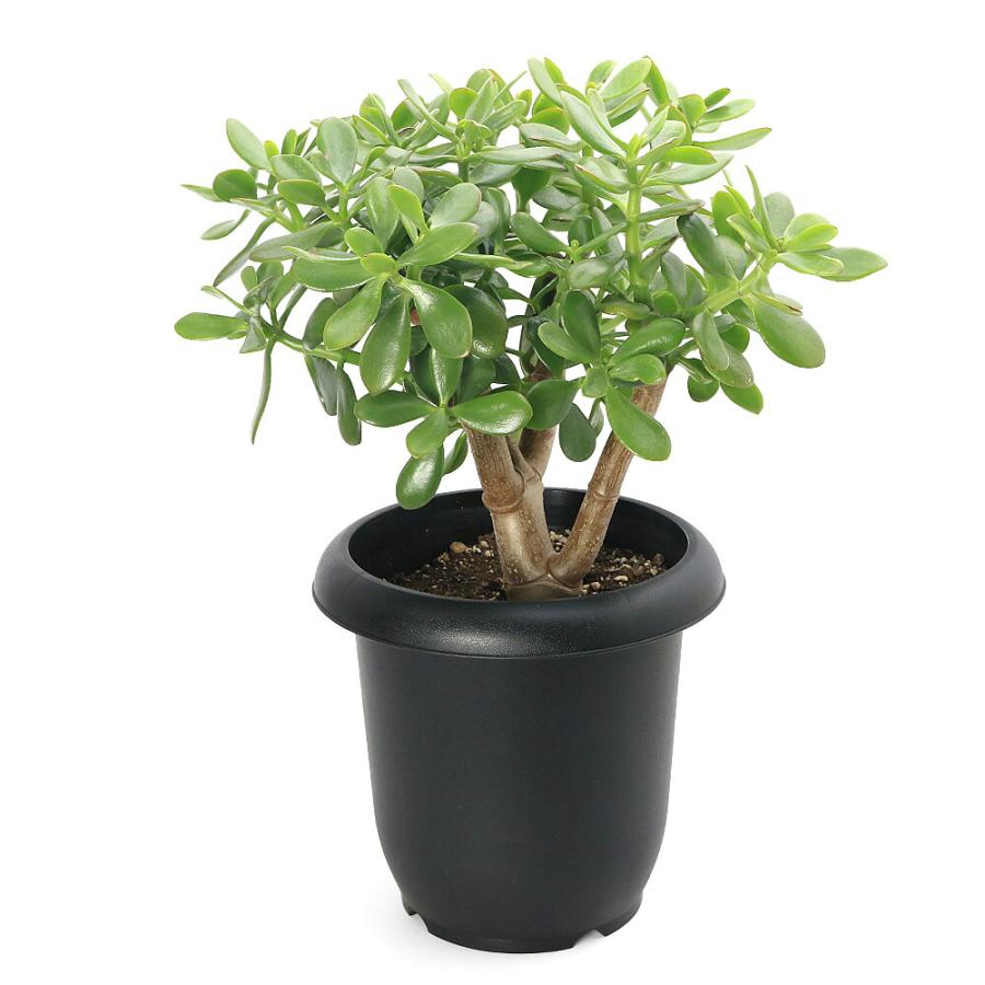 多肉植物のおすすめ人気ランキング【2026年6月】 | マイベスト