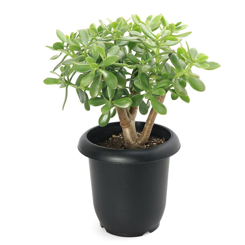 多肉植物のおすすめ人気ランキング【2026年6月】 | マイベスト 多肉植物のおすすめ人気ランキング【2026年6月】 | マイベスト