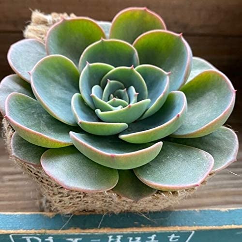 22年 多肉植物のおすすめ人気ランキング40選 Mybest