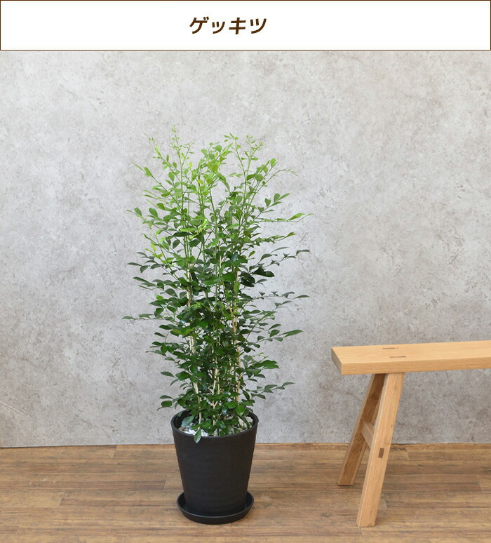 選べる8号観葉植物 セラアート鉢 樹種選択可 化粧石付き 2