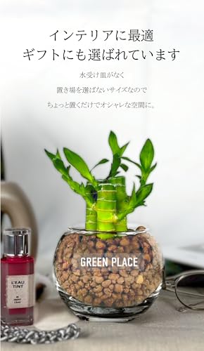 キングバンブー 3