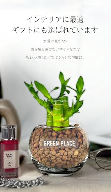 キングバンブー 3