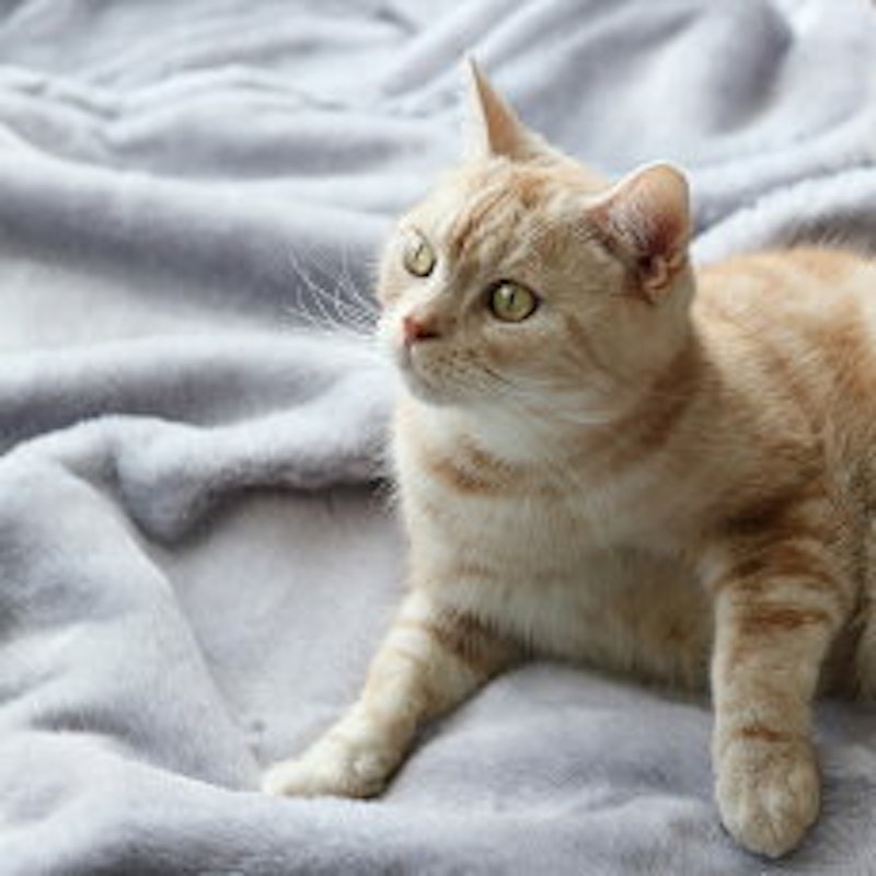 まるごと猫 毛布 2