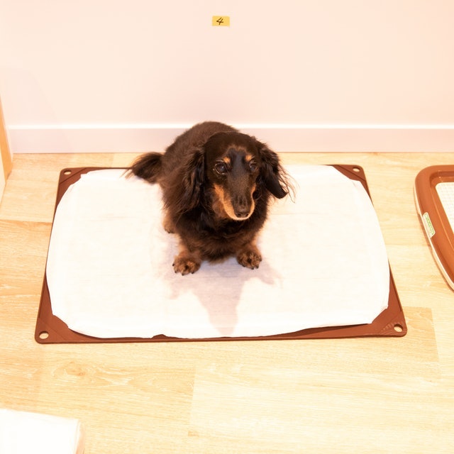 徹底比較 犬用トイレトレーのおすすめ人気ランキング16選 Mybest