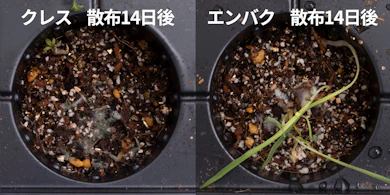 クレス・エンバクとも発芽・成長は比較的抑えられた