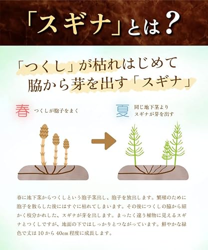スギナ茶 2