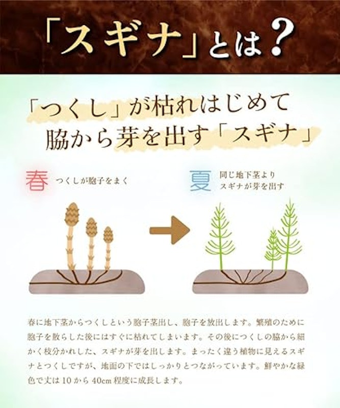 スギナ茶 2