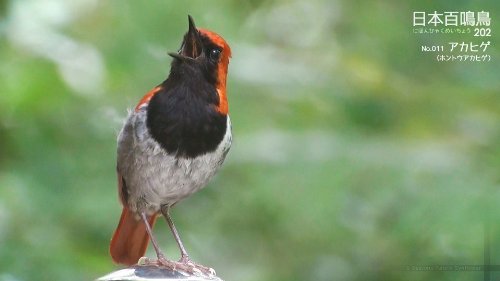 日本百鳴鳥 202 映像と鳴き声で愉しむ野鳥図鑑 3